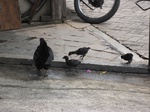 14872IMG_5266.JPG