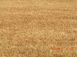 29872CIMG1365.JPG