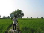 7741gt0133b-cultivated-irrigated-rice-large-area.jpg