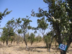 11533045-Irrigated (SW) orchards-b.jpg
