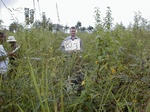 12304GT203_imperata_chromolaena.JPG