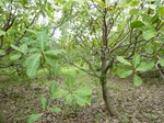 18536P1000372.JPG