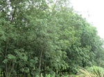 34860CIMG1531.JPG