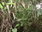 46154CIMG0443.JPG