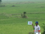 132410345b-irrigated-canal-rice.gif