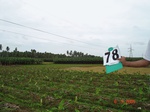 6366078c-irrigated-major-canal-plantation-banana-agriculture-rice-doublecrop.jpg
