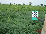 70380188b-rainfed-agriculture-mixedcrop-soyabean-cotton-gram.jpg