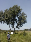 12195_Proposis_africana_GT6.JPG