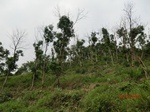 53342CIMG6628.JPG