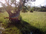 43684pic1.jpg