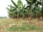 50802CIMG1431.JPG