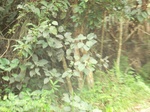 48868CIMG5205.JPG