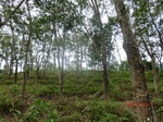 52765CIMG4509_调整大小.JPG