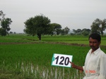 60880120b-irrigated-canal-rice-single-crop.jpg