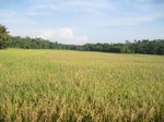 15962IMG_4513.JPG