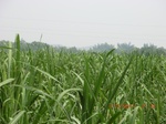 33203CIMG2443.JPG
