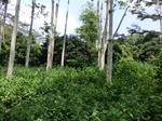 46487CIMG0776.JPG