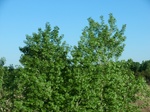 29073CIMG0555.JPG