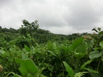 45530CIMG2615.JPG