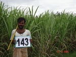 68940143a-irrigated-supplemental-groundwater-sugarcane.jpg