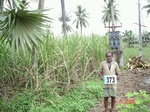 133300373a-irrigated-supplemental-groundwater-sugarcane-coconut-plantation.gif