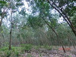 52973CIMG4025_调整大小.JPG