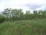 26179RIMG0231.JPG