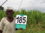 126760185a-irrigated-supplemental-groundwater-sugarcane.gif