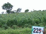 128050225b-rainfed-agriculture-mixedcrop-cotton-sorghum-gram.gif