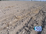 8070050-Irrigated (Surface water) winter wheat-a.jpg