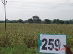 129220259a-rainfed-agriculture-maize-doublecrop.gif