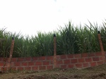 5547100_0930.JPG