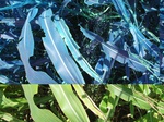 11470vp-014-irrri-maize-sw-1a.jpg