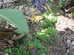 20434P1020291.JPG