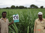 69970176a-irrigated-supplemental-groundwater-sugarcane-dominant-maize.jpg