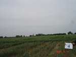 57W4C-a_06-05-07_irr-SW-Wheat-LS.JPG