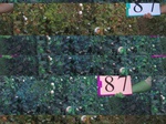 11661087-Irrigated (Surface water) cotton-a.jpg