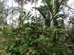 46587CIMG0876.JPG