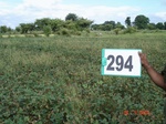 130520294b-rainfed-agriculture-soyabean-doublecrop-wheat.gif
