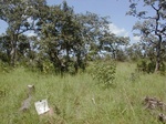 12085GT027_Logged_Fallow.JPG