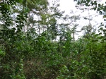 46593CIMG0882.JPG