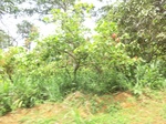 48976CIMG5313.JPG