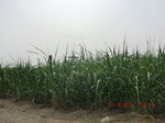 32783CIMG1915.JPG