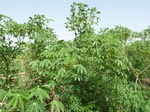 19134P1000979.JPG
