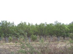 532801052008(18).JPG