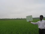 9266gt021b-cropland-irrigated-rice-tunga.gif