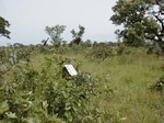 12237GT059_Savannah.JPG