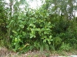 55066Berau (384).JPG