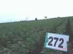129790272b-irrigated-supplemental-groundwater-cotton-dominant-maize.gif
