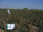 10256047-Irrigated (Surface water) cotton-a.jpg